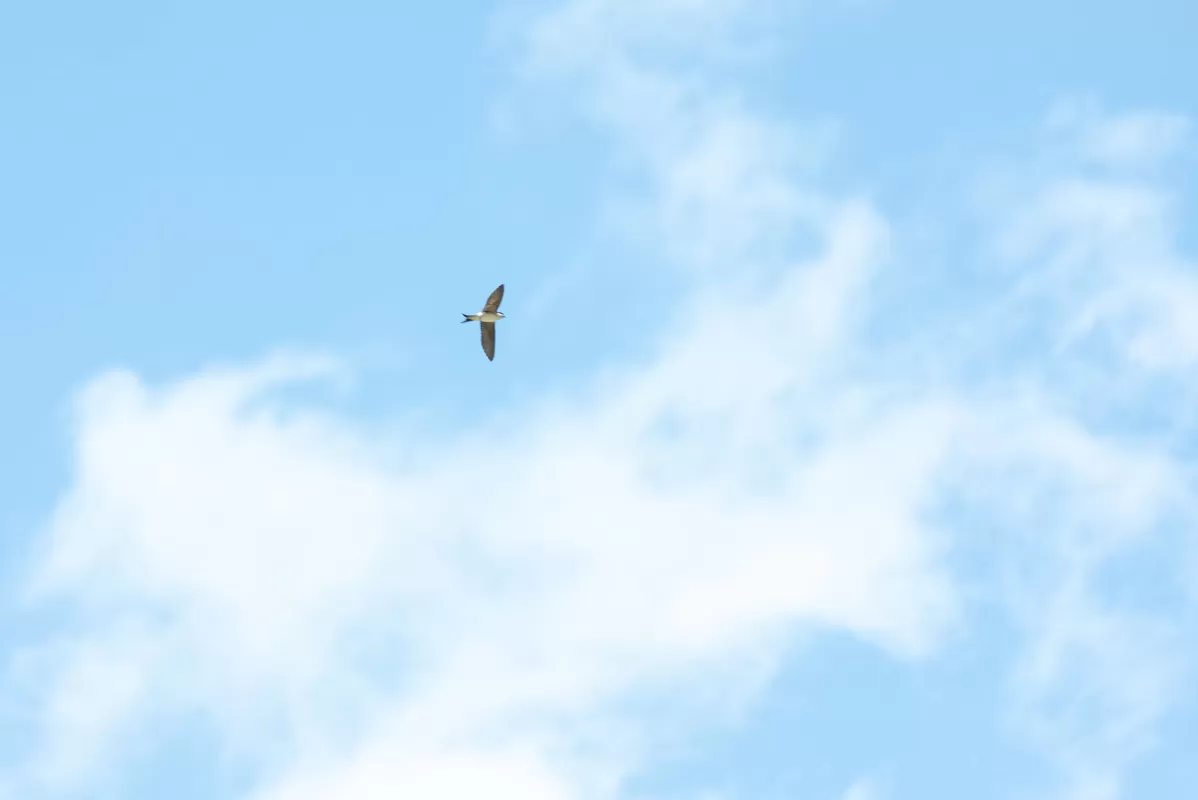 Die Schwalben sind bei der Truberholzhalle angekommen. Wir sind gespannt, wann die kleinen ausfliegen :)