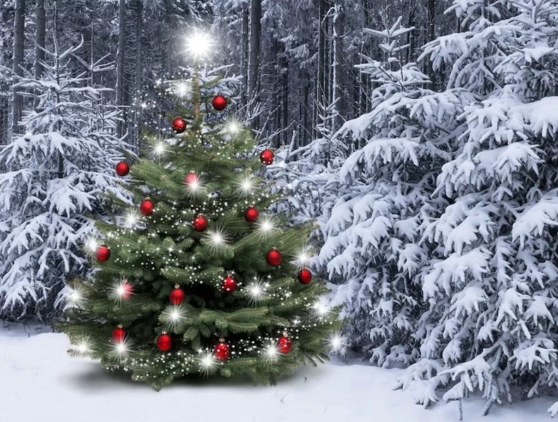 Aktion Weihnachtsbaum, Wir schenk dir deinen persönlichen Weihnachtsbaum, den du direkt im Truberwald aussuchen und abschneiden kannst!