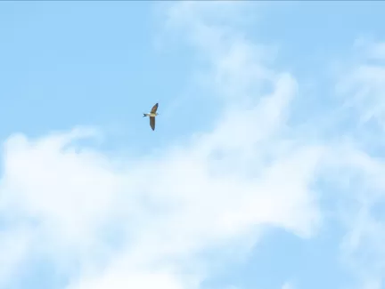 Die Schwalben sind bei der Truberholzhalle angekommen. 